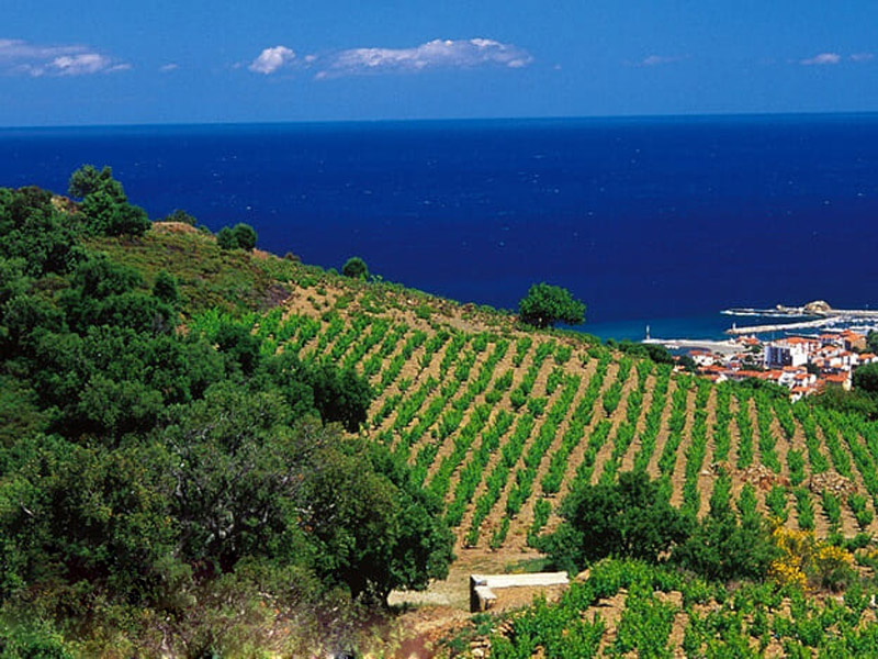 Một khu vực trồng nho của vừng Languedoc