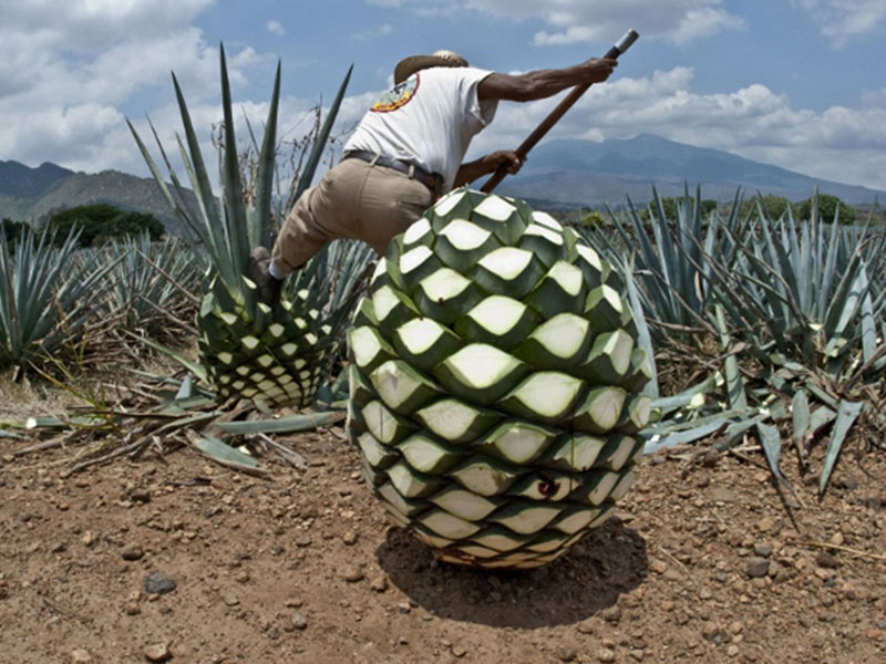 rượu tequila reserva 1800 coconut chai 750ml