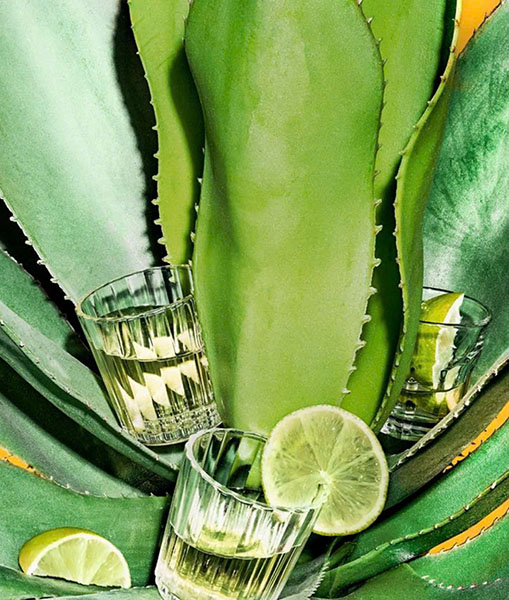 Top 5 loại tequila ngon nhất định phải thử năm 2025 Top 5 loại tequila ngon nhất định phải thử năm 2025